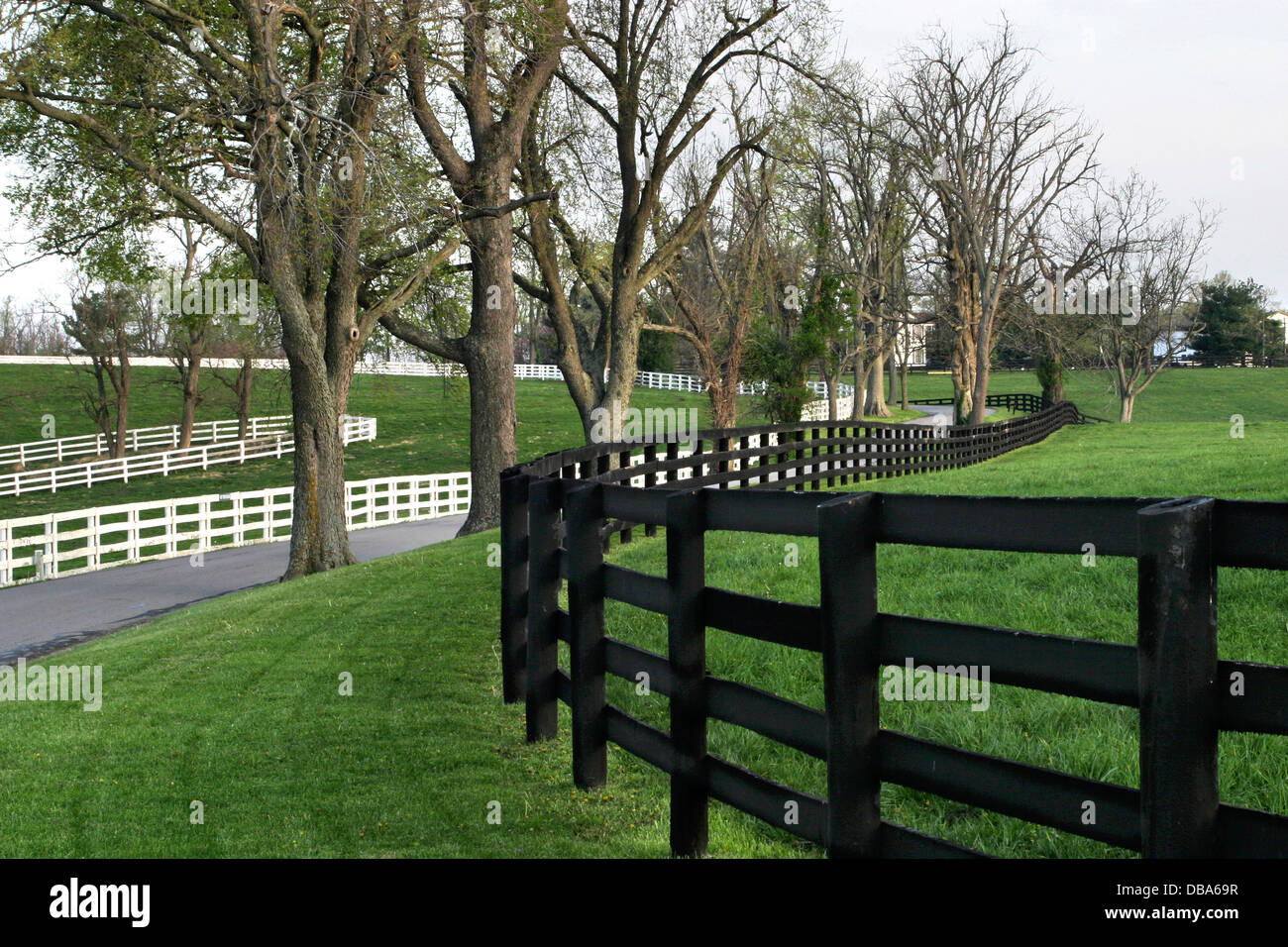 A Fence Line and Country Lane Near Lexington Kentucky, USA, Horse