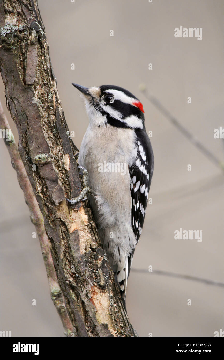 A Bird, The Downy Woodpecker, Clinging To A Tree, Picoides pubescens Stock Photo