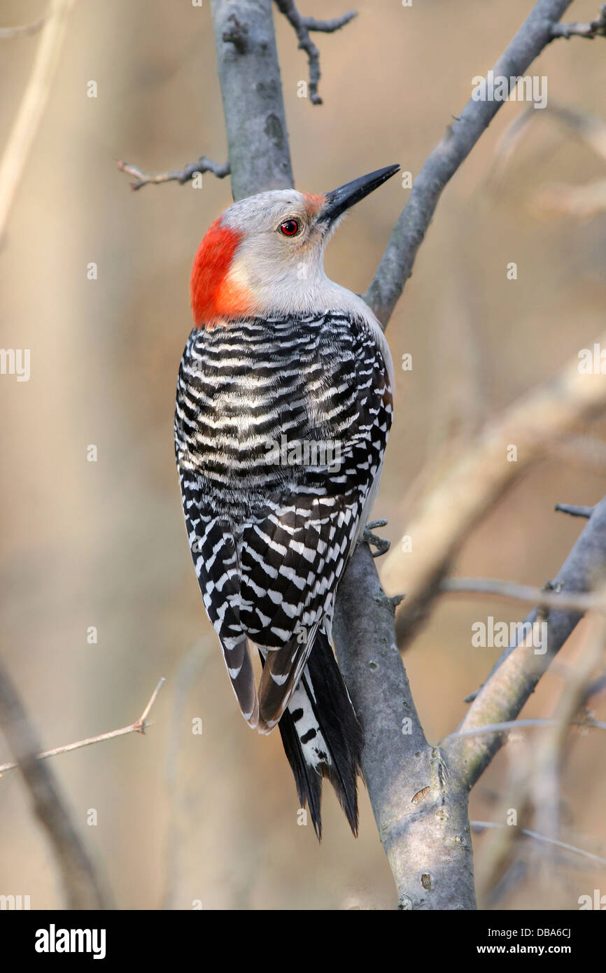 A Bird, The Red Bellied Woodpecker Perched And Resting, Melanerpes carolinus Stock Photo