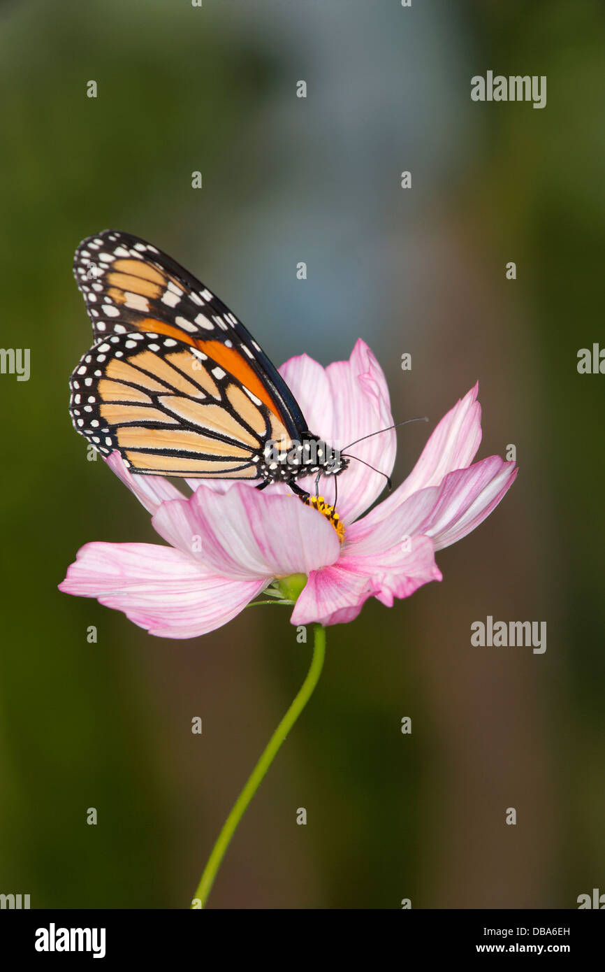 A Monarch Butterfly On A Pink Flower, Danaus plexippus Stock Photo - Alamy
