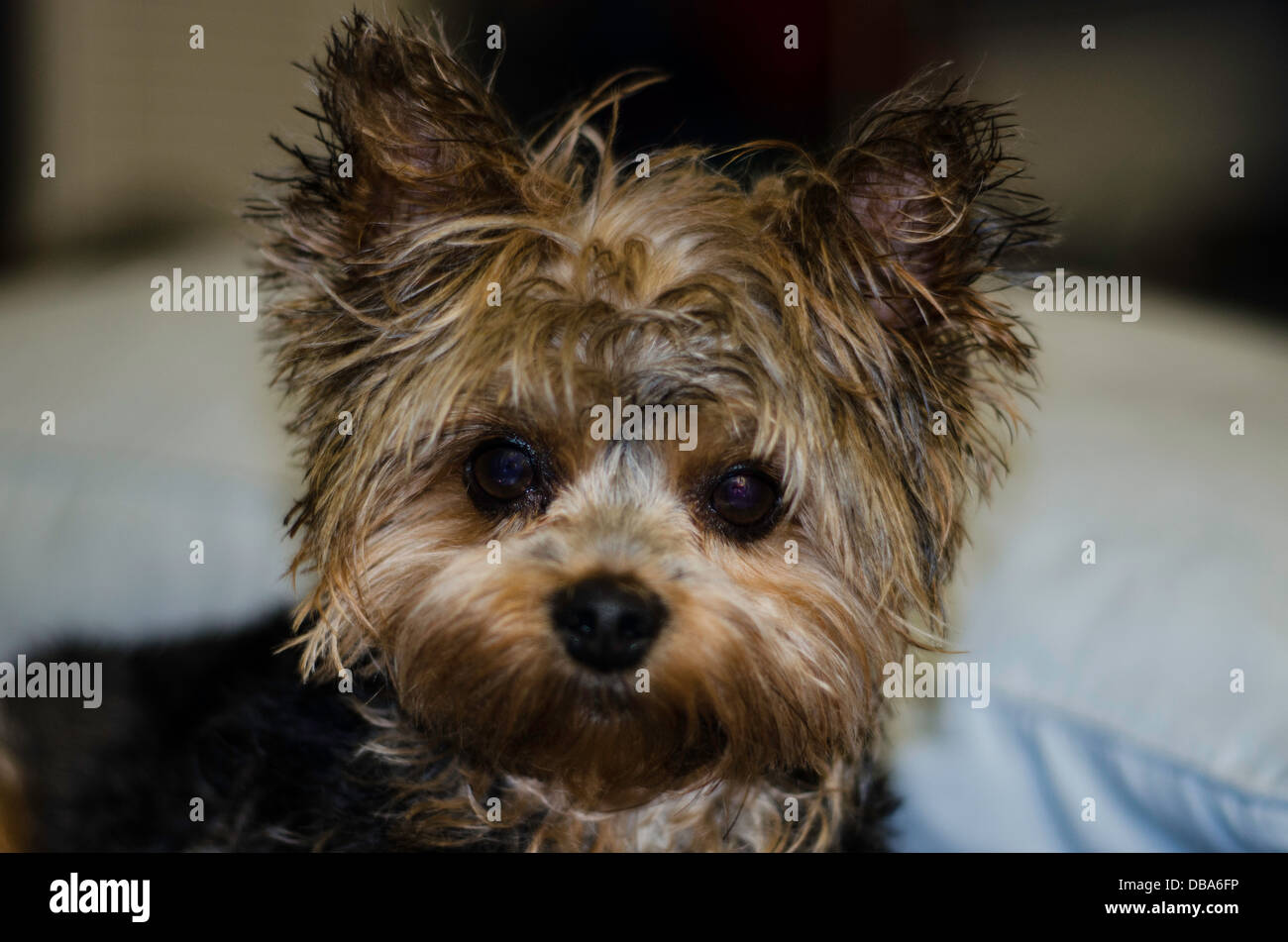 Yorkshire Terrier Dog After a Bath Stock Photo Alamy