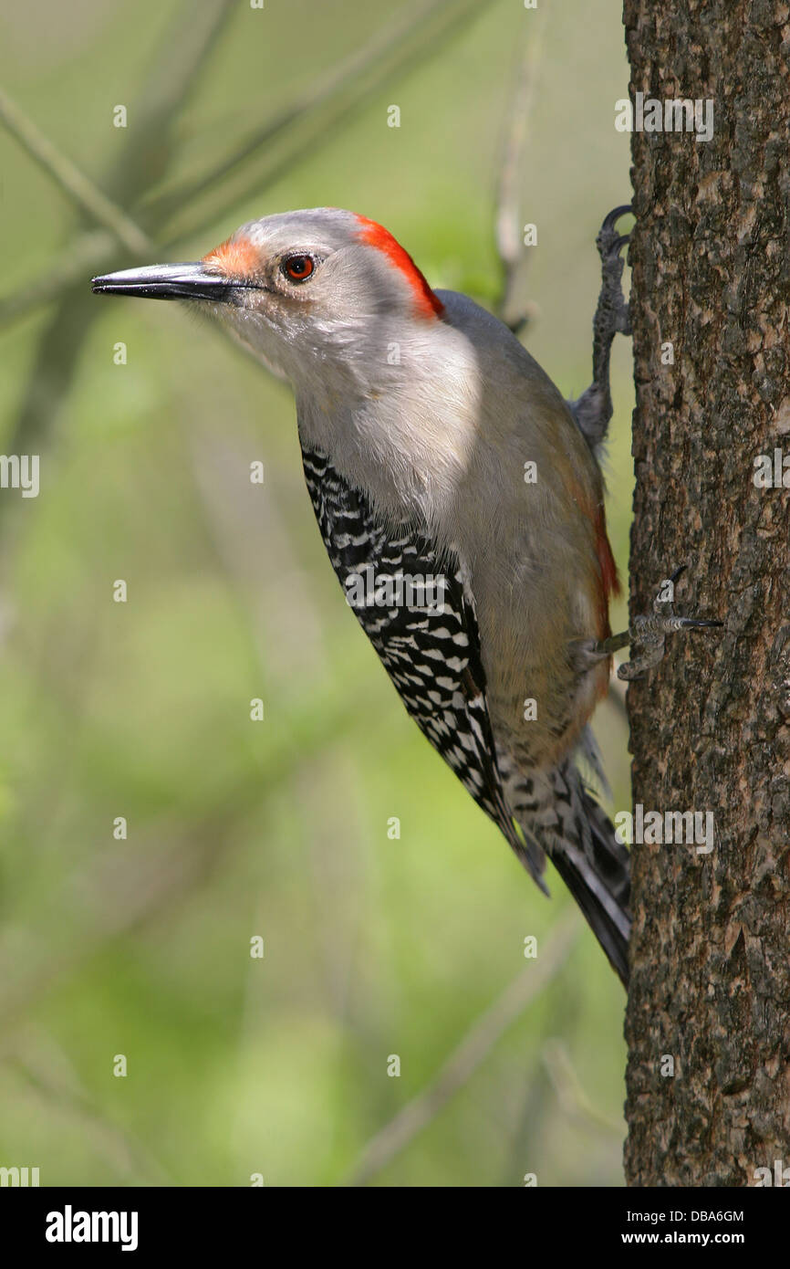 A Bird, The Red Bellied Woodpecker Clinging To The Side Of A Tree, Melanerpes carolinus Stock Photo