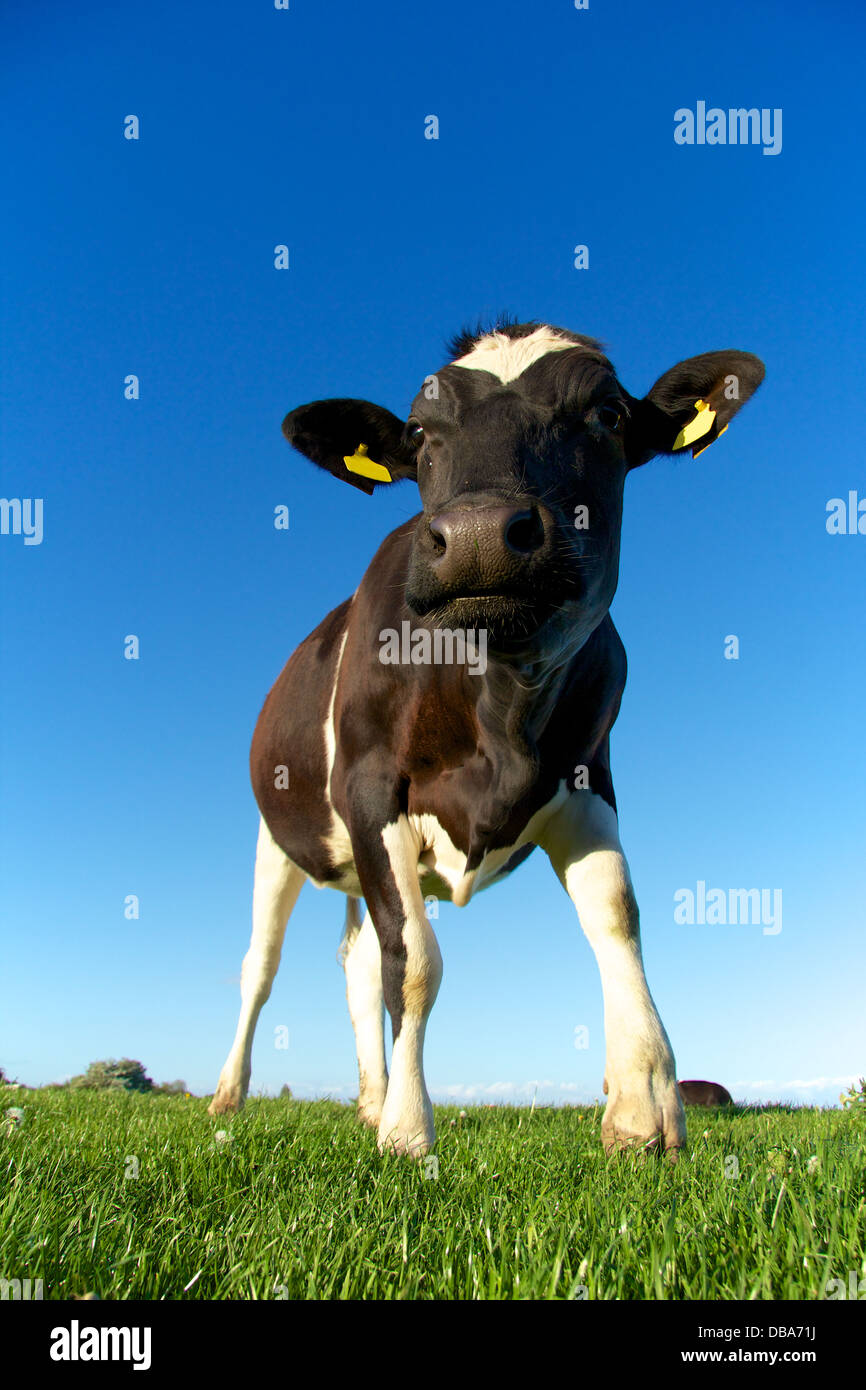 Meadow Cow Stride Stock Photo - Alamy