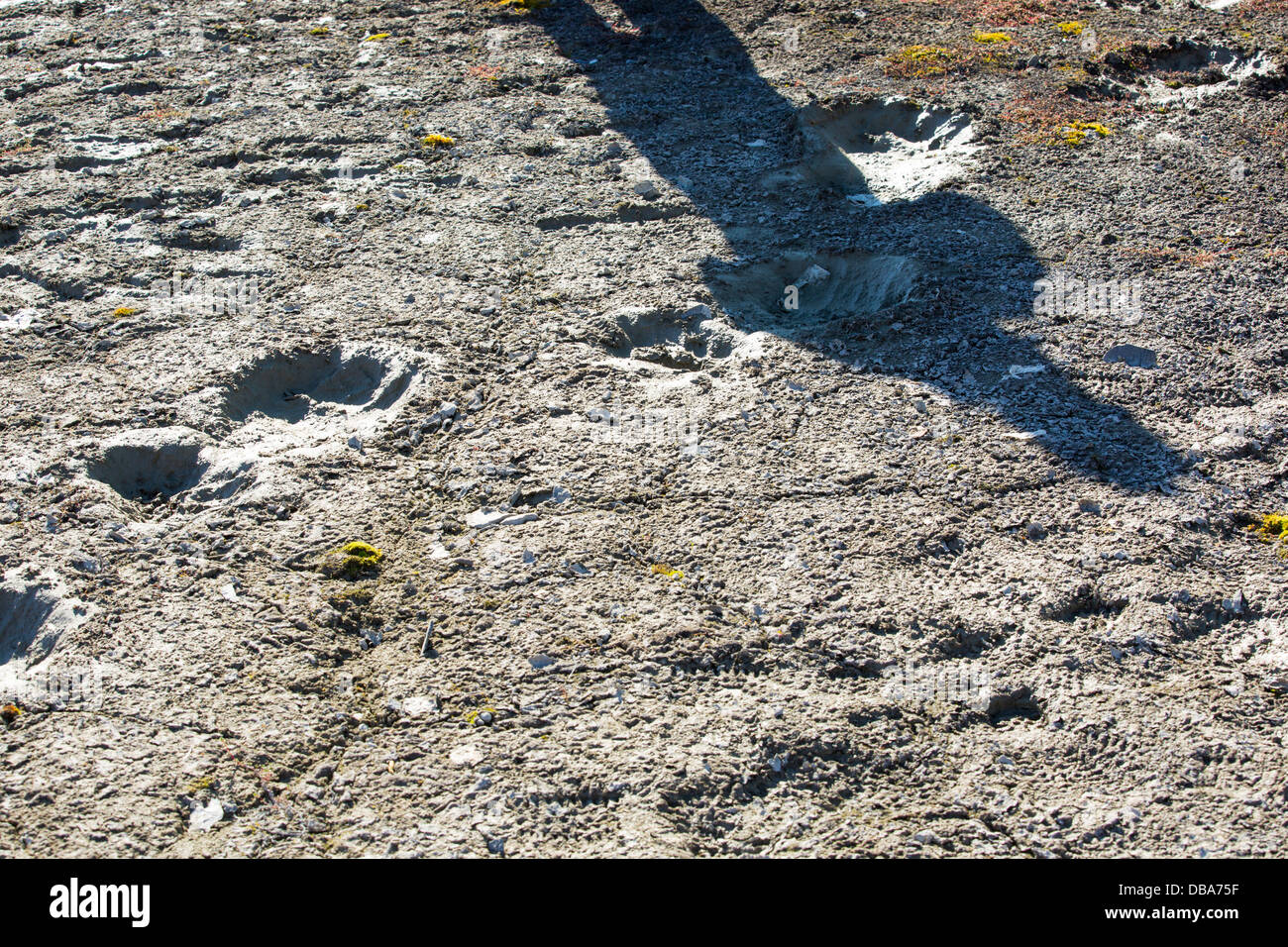 nordisk svalbard footprint
