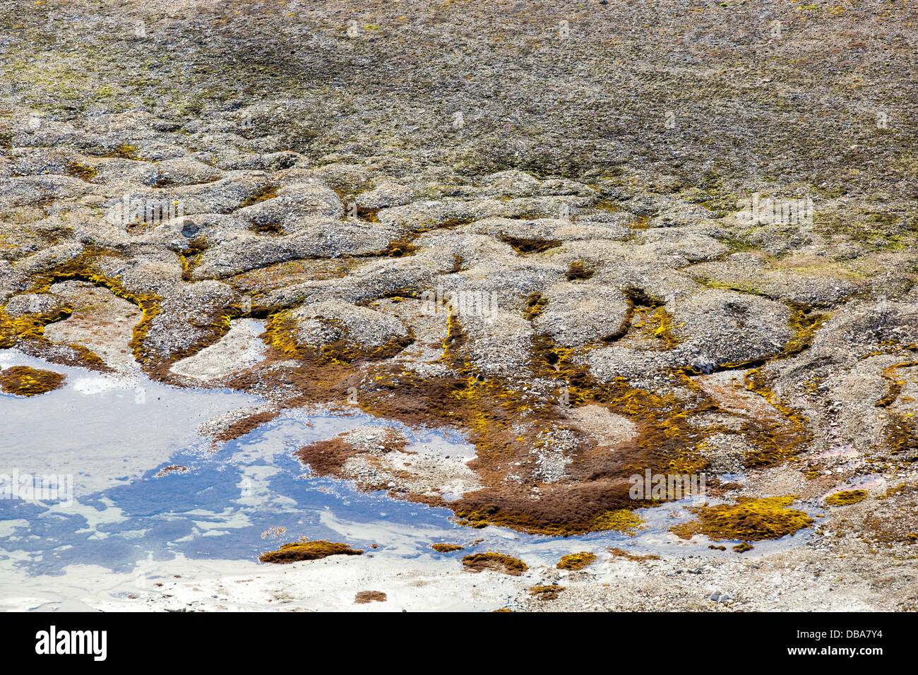 Patterned ground and stone circles formed above permafrost in the high Arctic on Spitsbergen, Svalbard Stock Photo