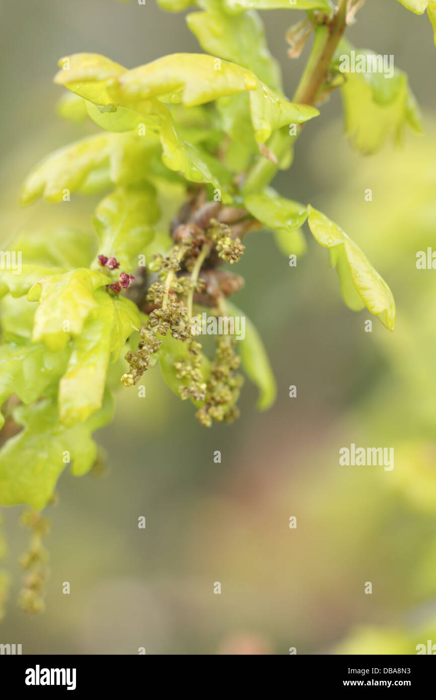 Oak tree catkins hires stock photography and images Alamy