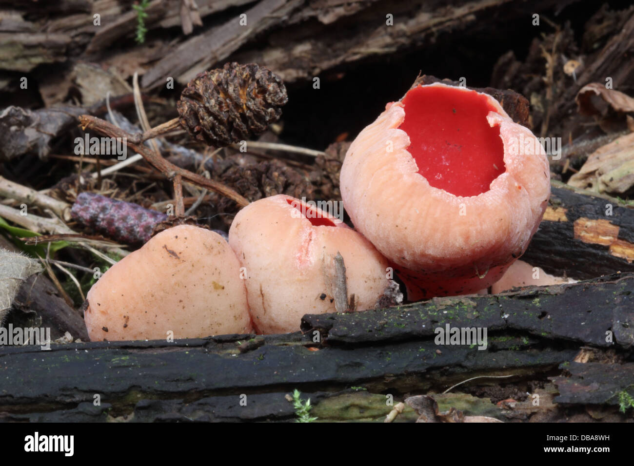 Three fruiting bodies of the scarlet elf cup, showing stages of openness Stock Photo