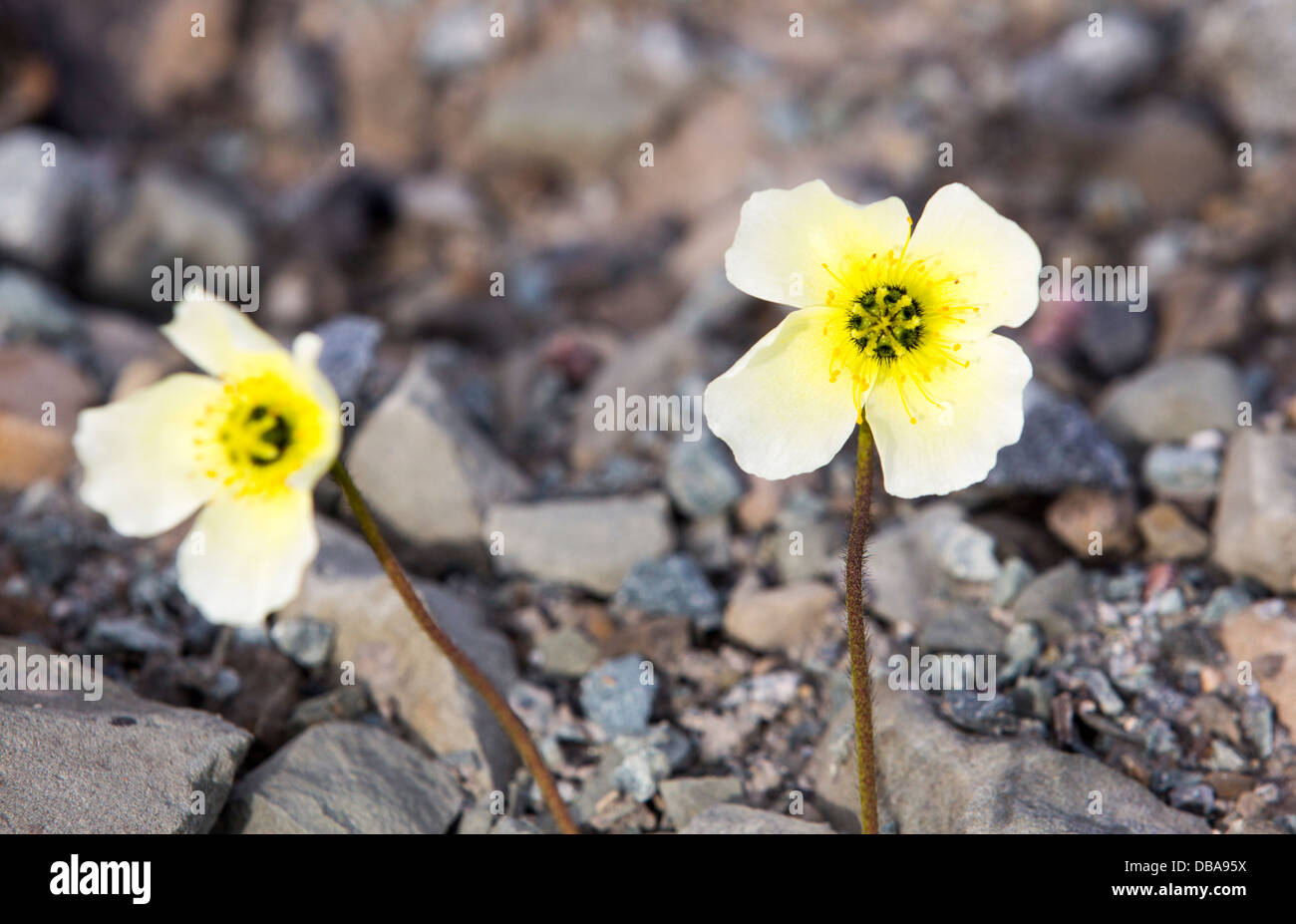 Arctic Poppies growing on the tundra in Svalbard. Stock Photo