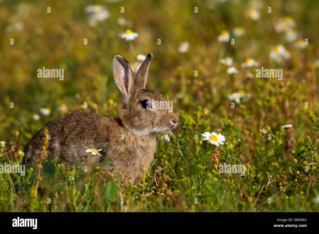 Rabbit in field Stock Photo