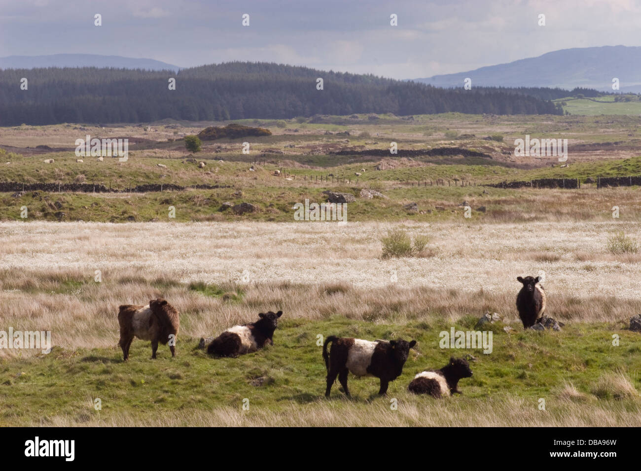 Belted Galloway cattle roaming on The Machars, Dumfries & Galloway, Scotland Stock Photo