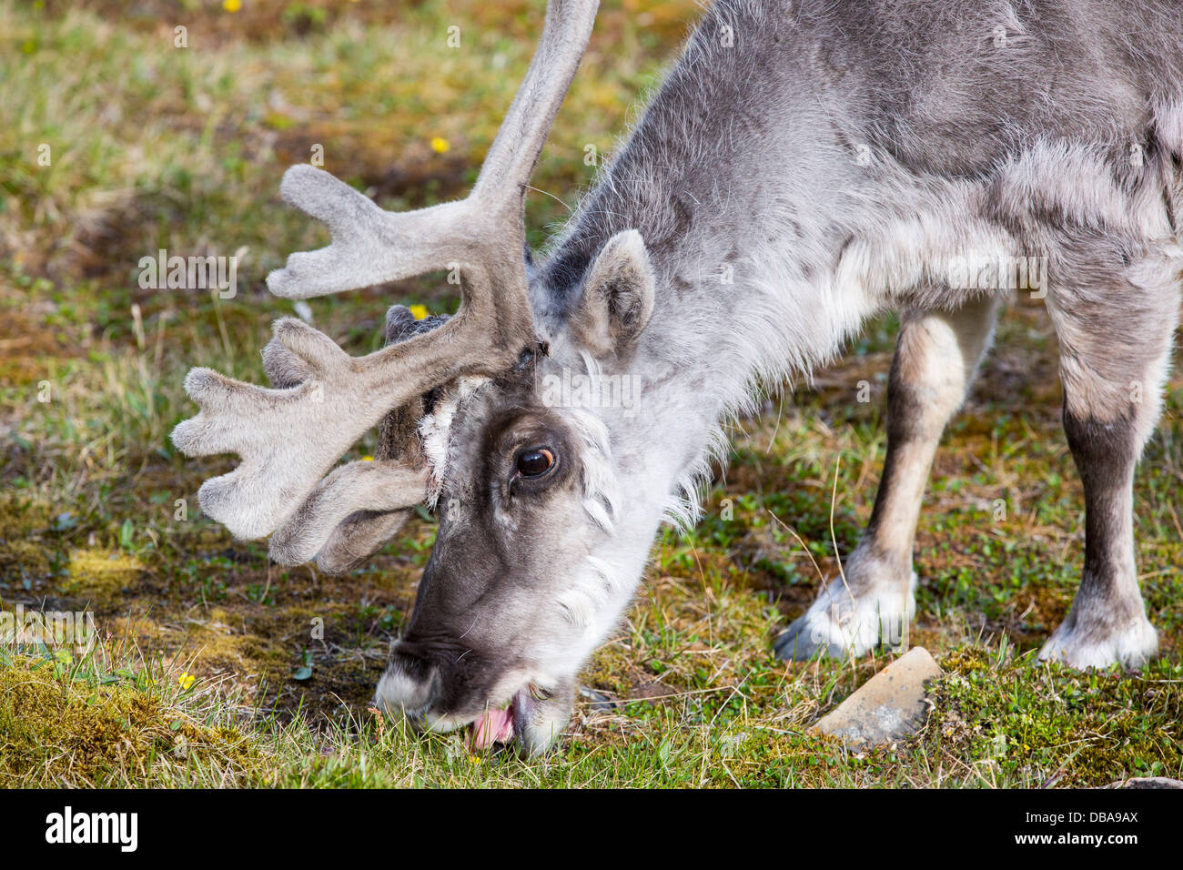 A male Svalbard Reindeer (Rangifer tarandus) moulting in summer with