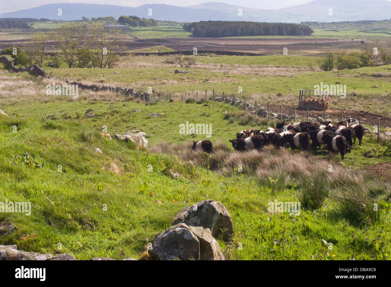 Belted Galloway cattle roaming on The Machars, Dumfries & Galloway, Scotland Stock Photo