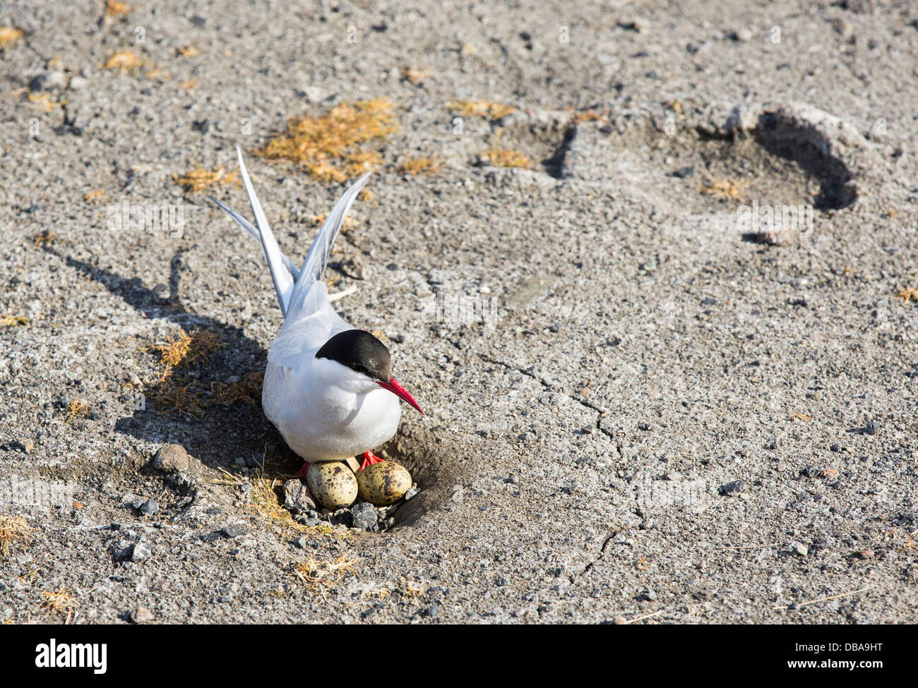 An Arctic Tern (Sterna paradisaea) in Longyearbyen, Svalbard settling bakc on its nest. Stock Photo