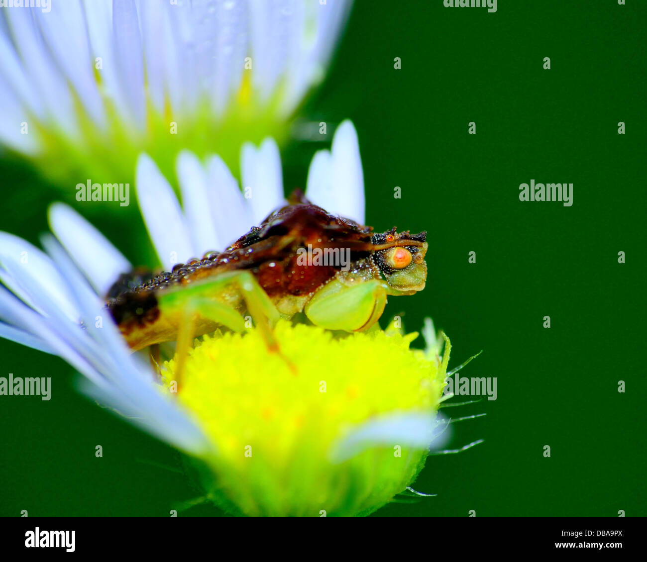An Ambush Bug perched on a flower top. Stock Photo