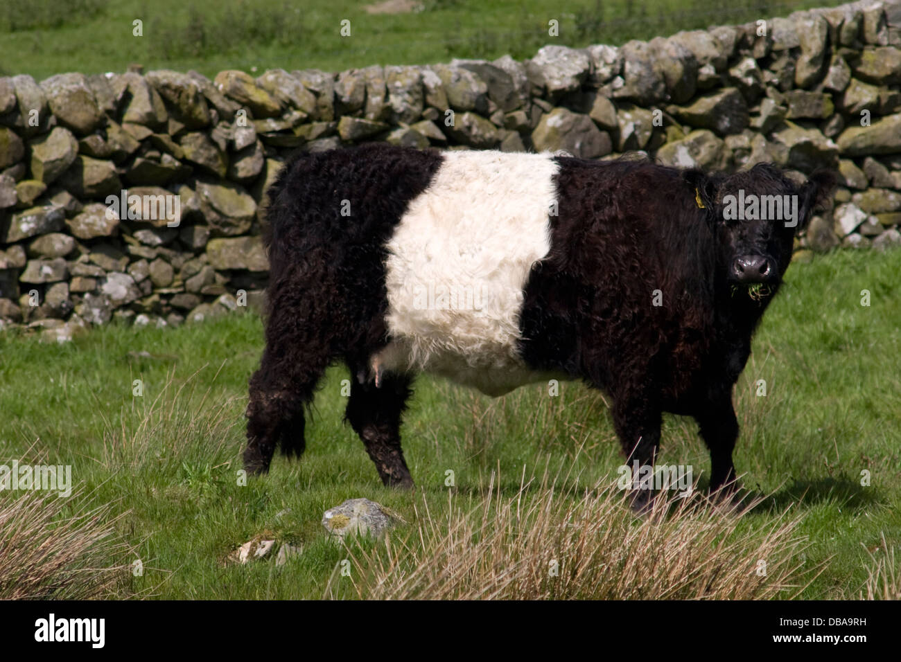 young Belted Galloway bullock roaming on The Machars, Dumfries & Galloway, Scotland Stock Photo