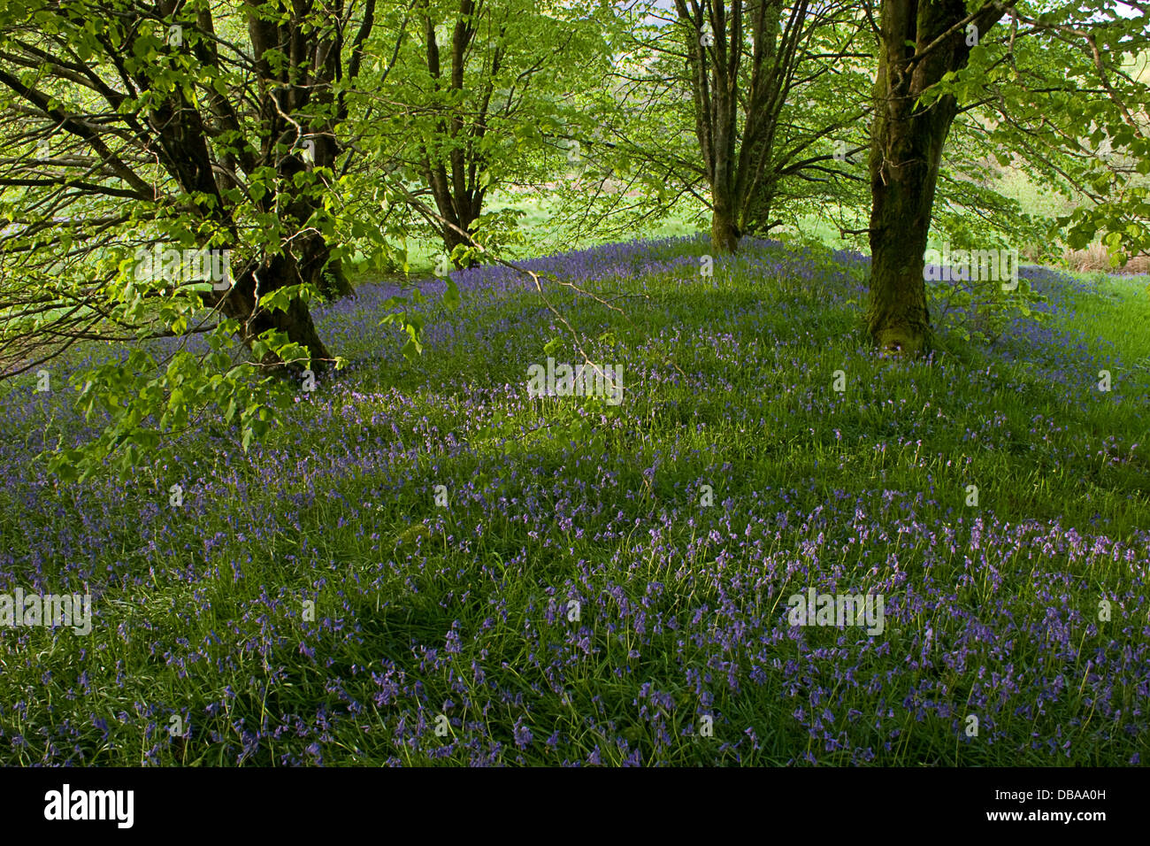 Bluebells in woods around Glentrool, Dumfries & Galloway, Scotland Stock Photo