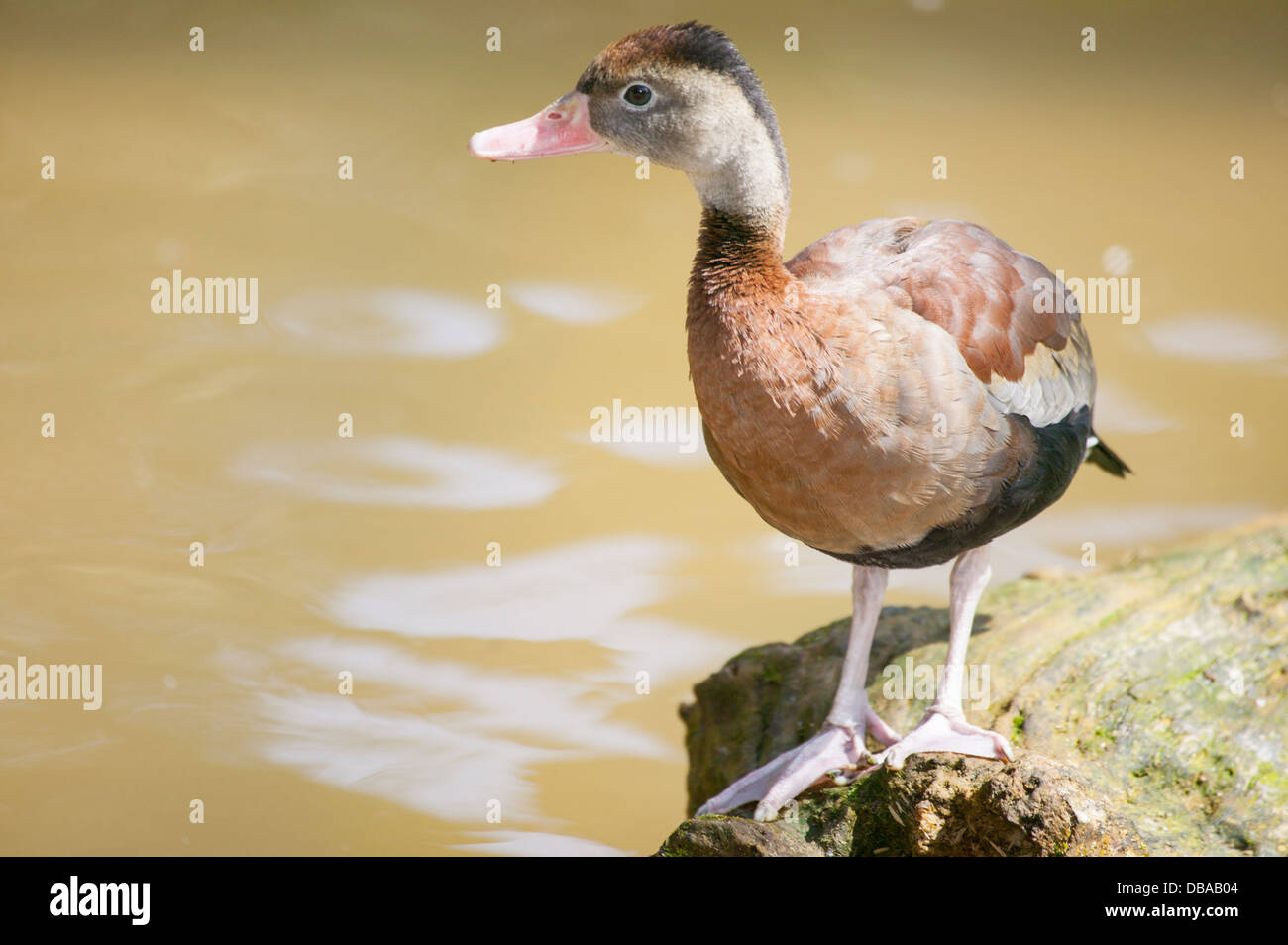 Black-Bellied Whistling Duck Dendrocygna autumnalis Standing on riverside rock Stock Photo