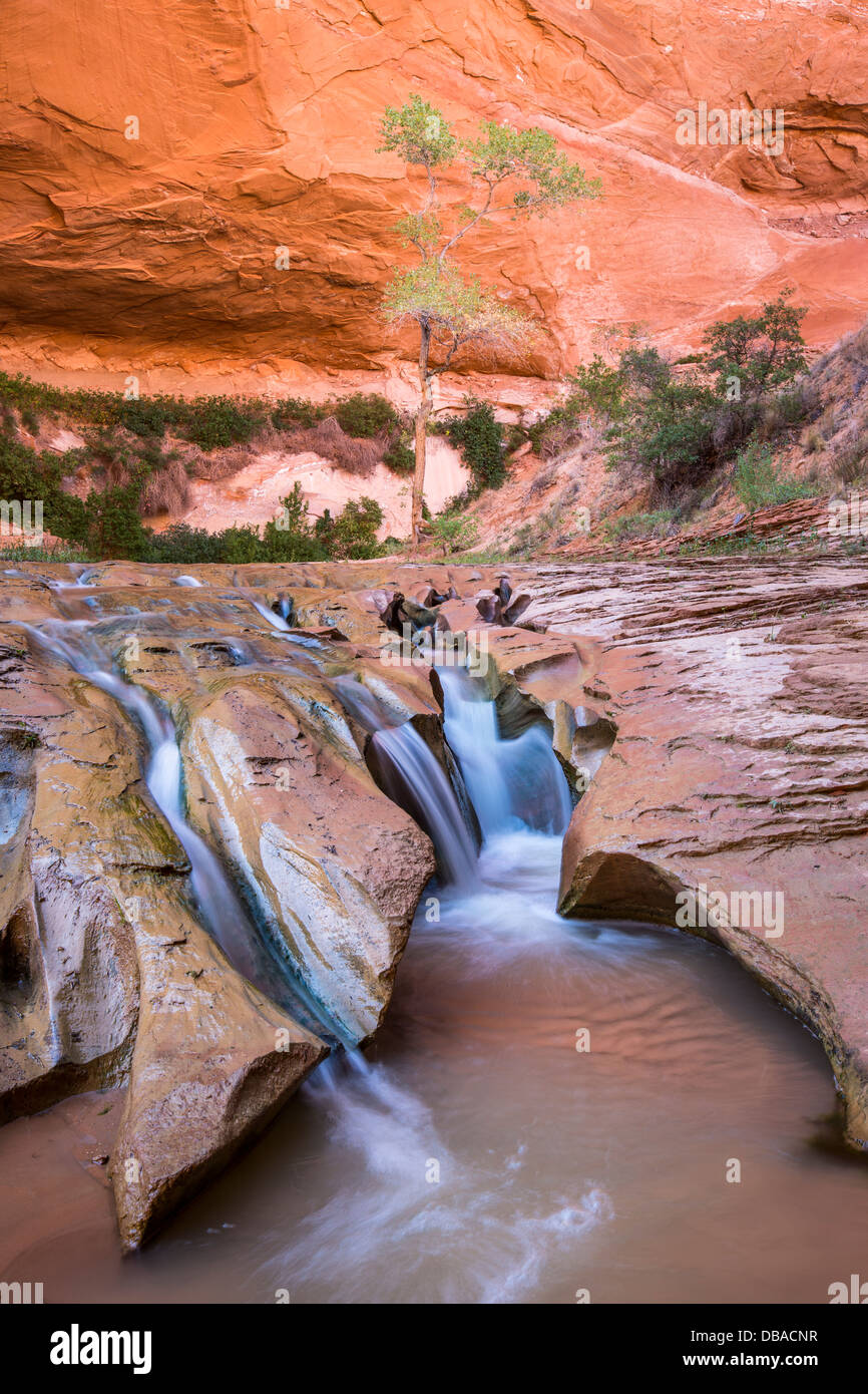 Stream and rock formations in Coyote Gulch, Grand Staircase Escalante National Monument Stock Photo