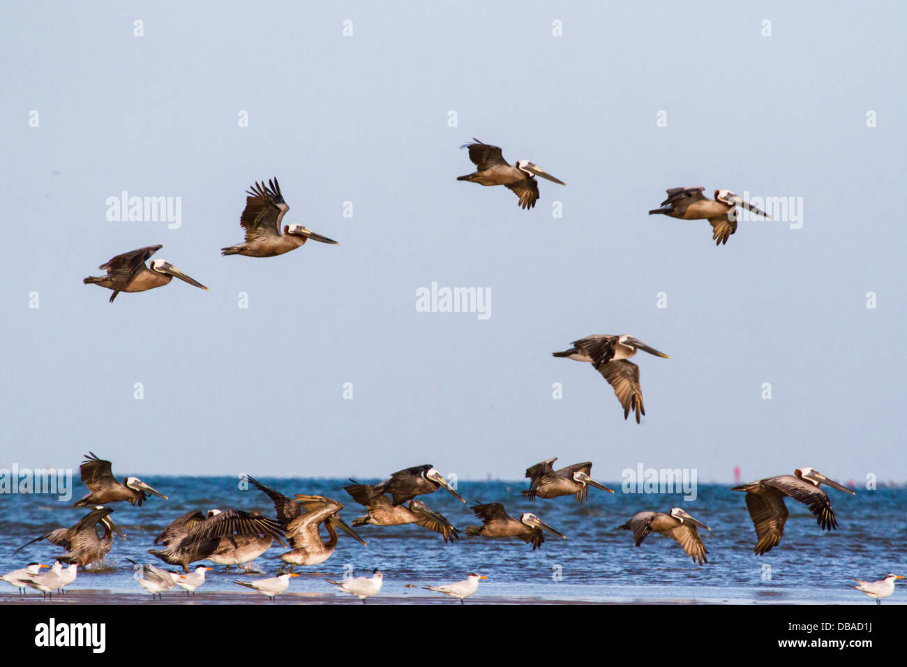 Many brown pelicans gather in Bolivar Peninsula, TX before the sunset. Stock Photo