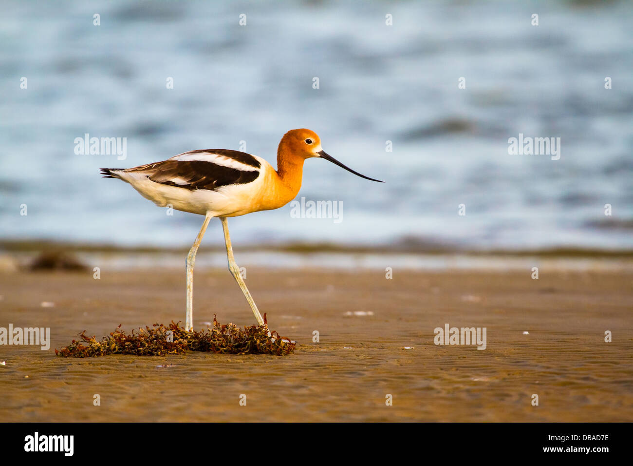 An American Avocet was walking on a quiet beach in the evening sun in Bolivar Peninsula, TX. Stock Photo