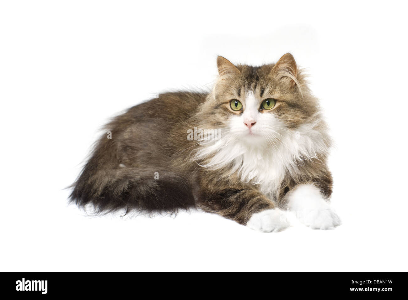 fluffy cat lying on a white background Stock Photo - Alamy