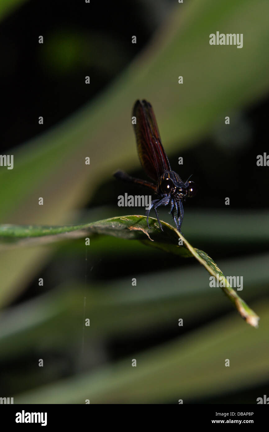Detailed macro image of dragonfly Stock Photo
