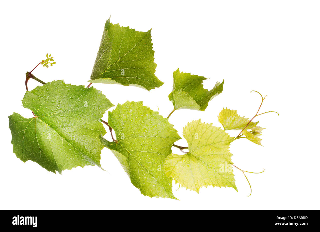 Fresh grape Leaves isolated on a white background Stock Photo - Alamy