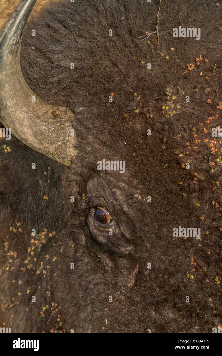 Plains Bison (Bison bison bison) Vertical close up of eye and horn