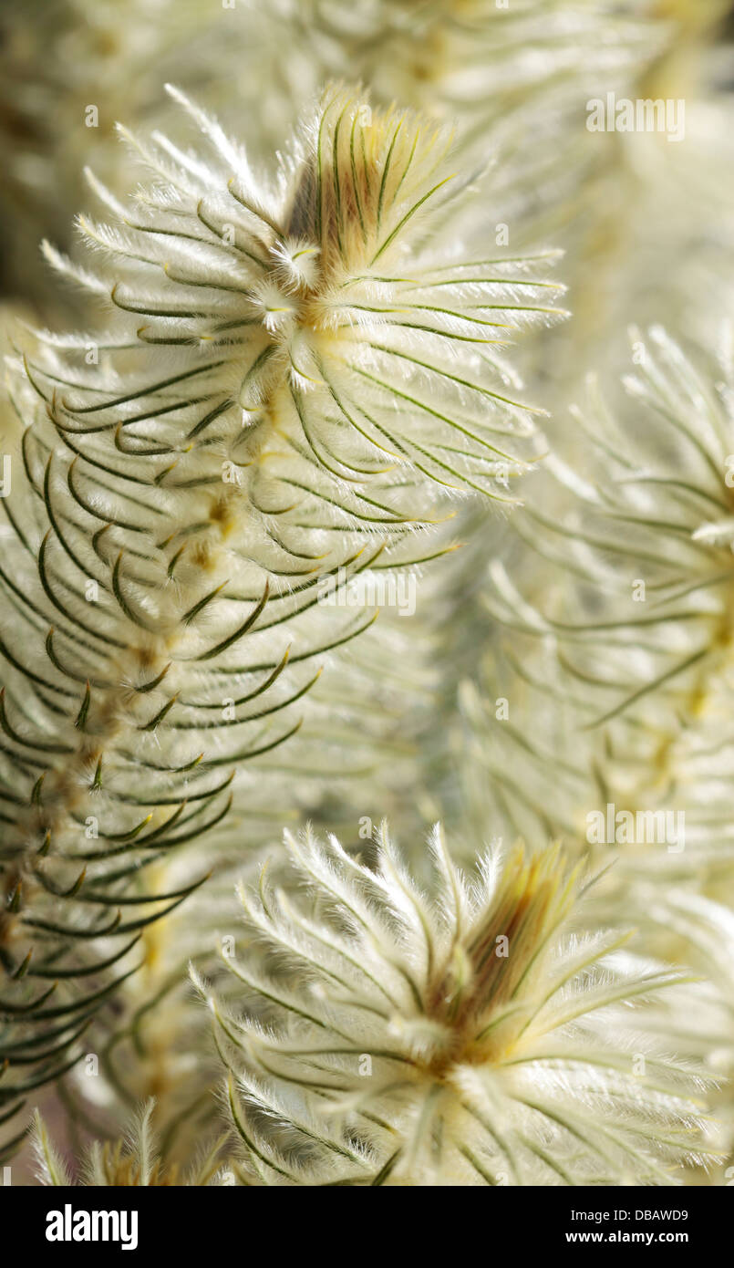 Feather Bush (Phylica pubescens), Western Cape, South Africa Stock Photo