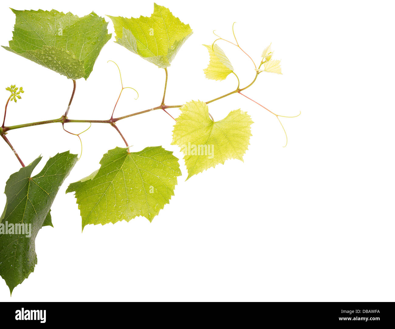 Fresh grape Leaves isolated on a white background Stock Photo - Alamy