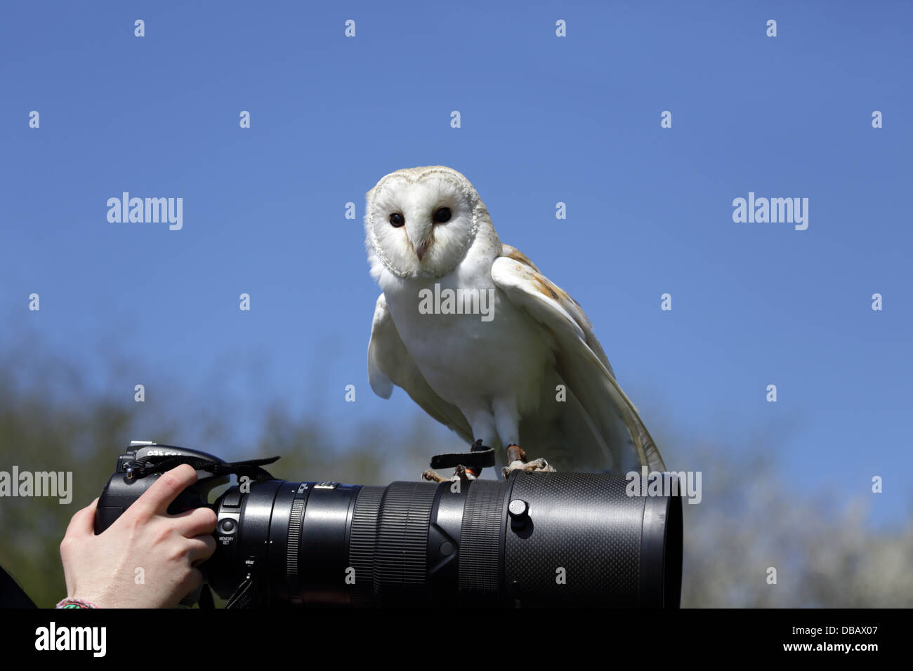 Barn Owl, Tyto alba; on Camera Lens; Cornwall; UK Stock Photo