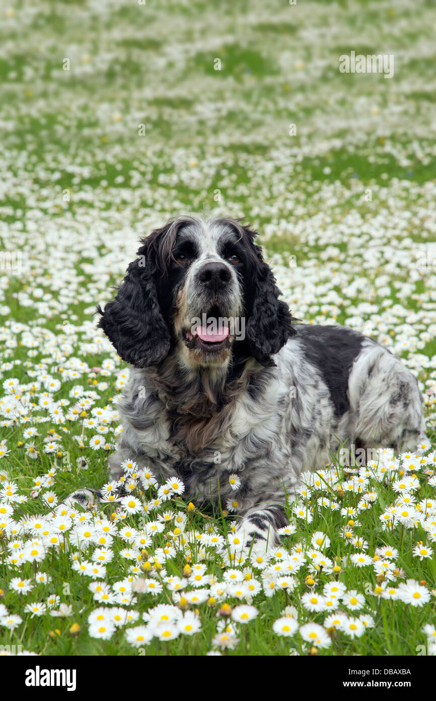 Springer Spaniel in Daisies; Summer; UK Stock Photo