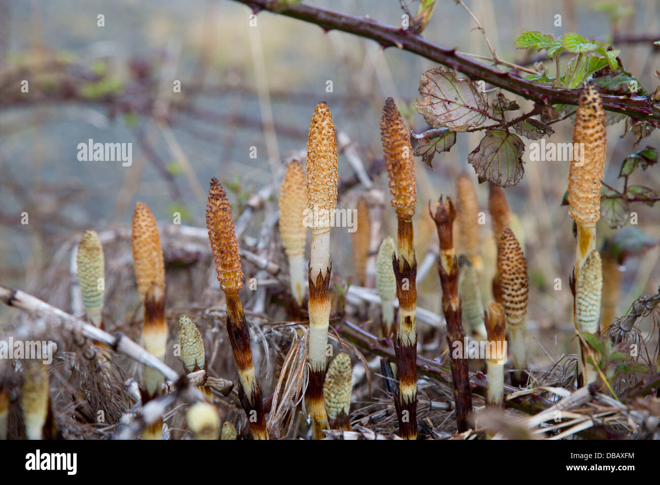 Field Horsetails; Equisetum arvense; Cornwall; UK Stock Photo