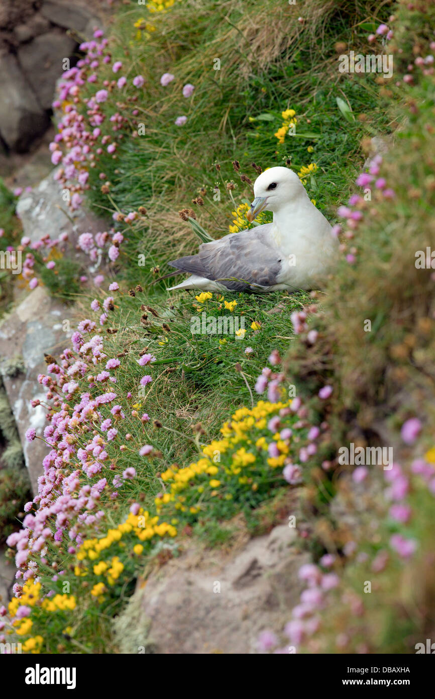 Fulmar; Fulmarus glacialis; Cliffs; Shetland; UK Stock Photo
