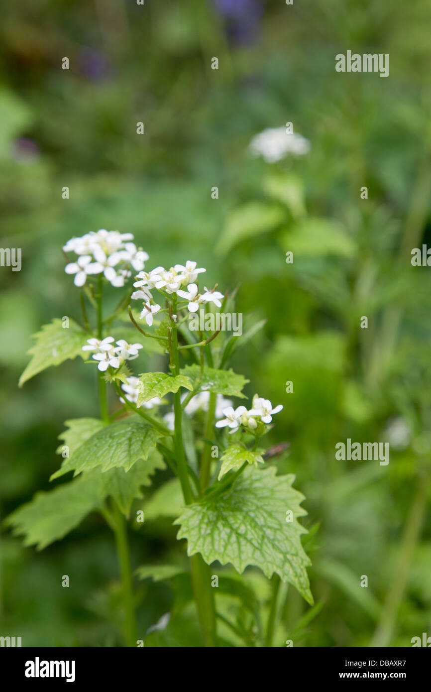 Garlic Mustard; Alliaria petiolata; in Flower; Cornwall; UK Stock Photo