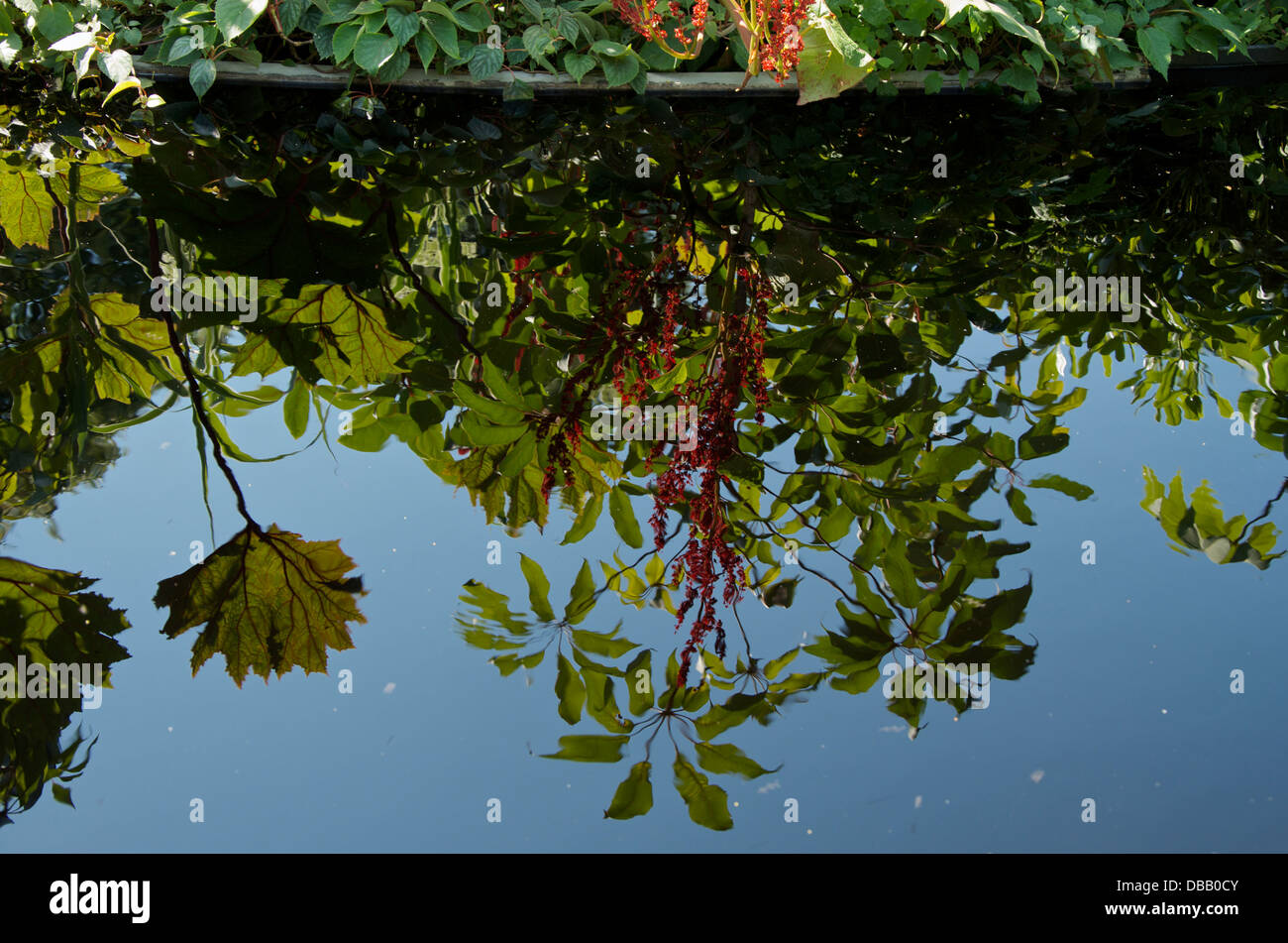 Reflections in A Valley Garden at RHS Hampton Court Palace Flower Show 2013, London, UK. Stock Photo