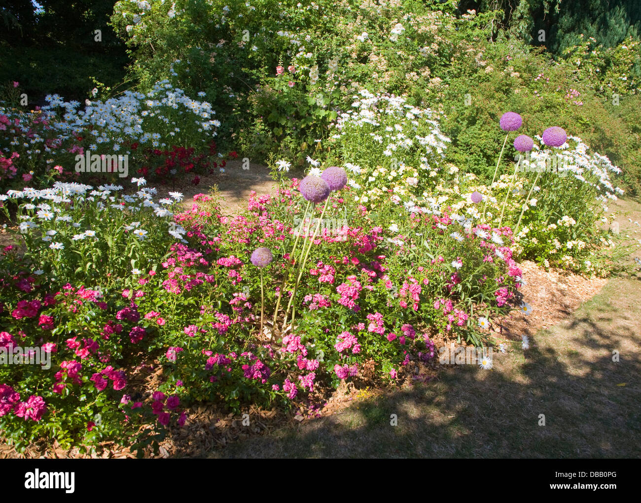 Roses nursery hires stock photography and images Alamy