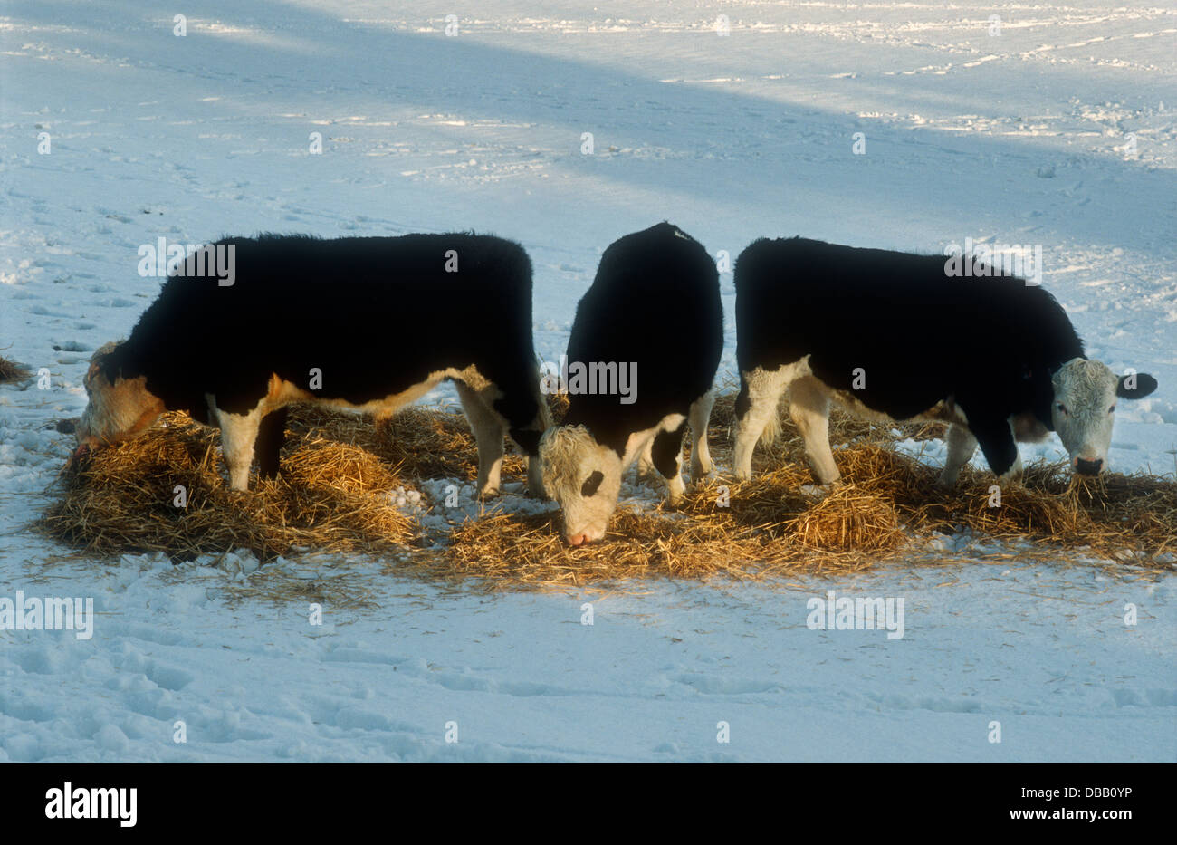 Three Hereford dairy cows eating silage in winter snow Stock Photo - Alamy