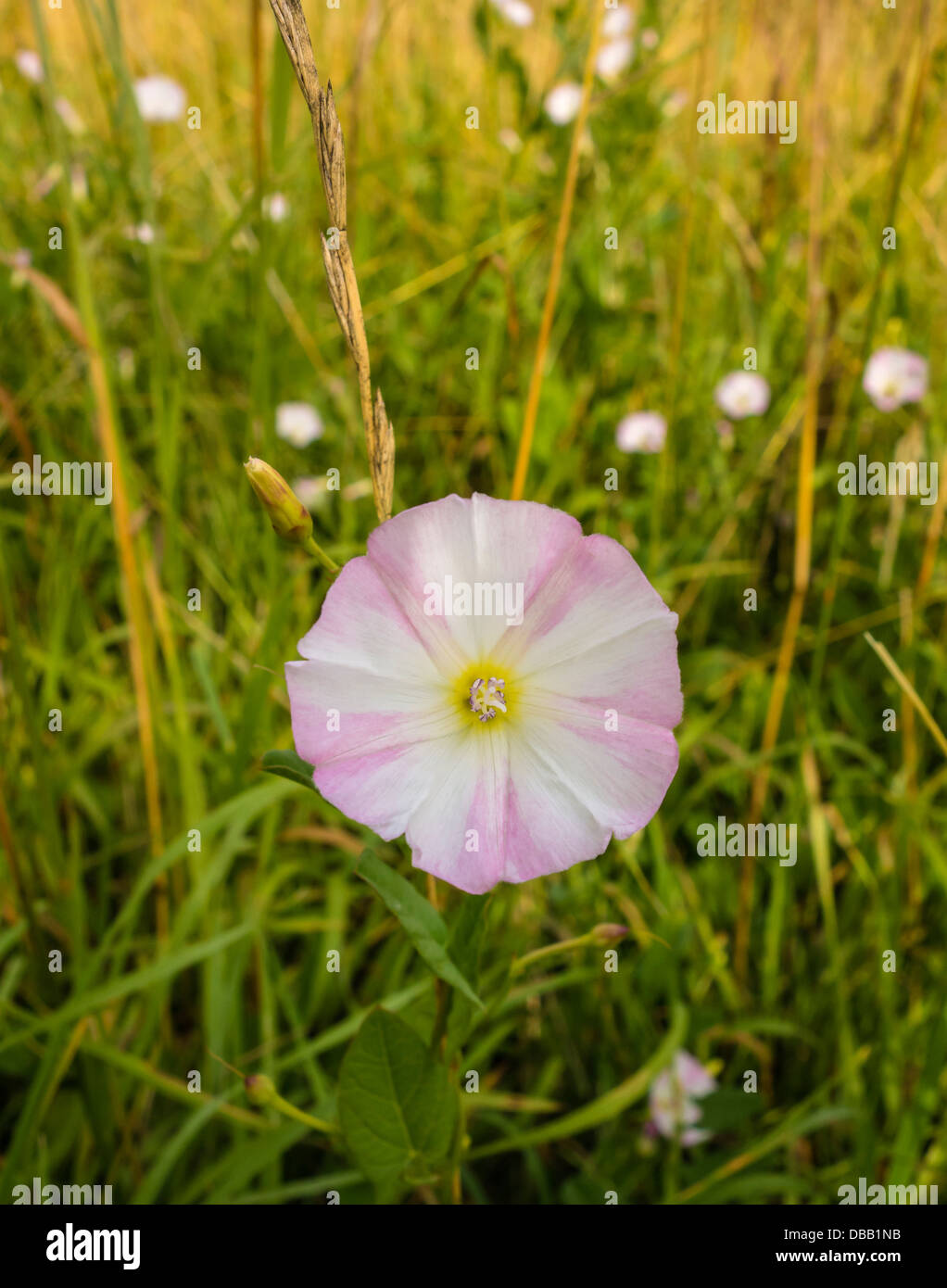 Field bindweed flower Stock Photo Alamy