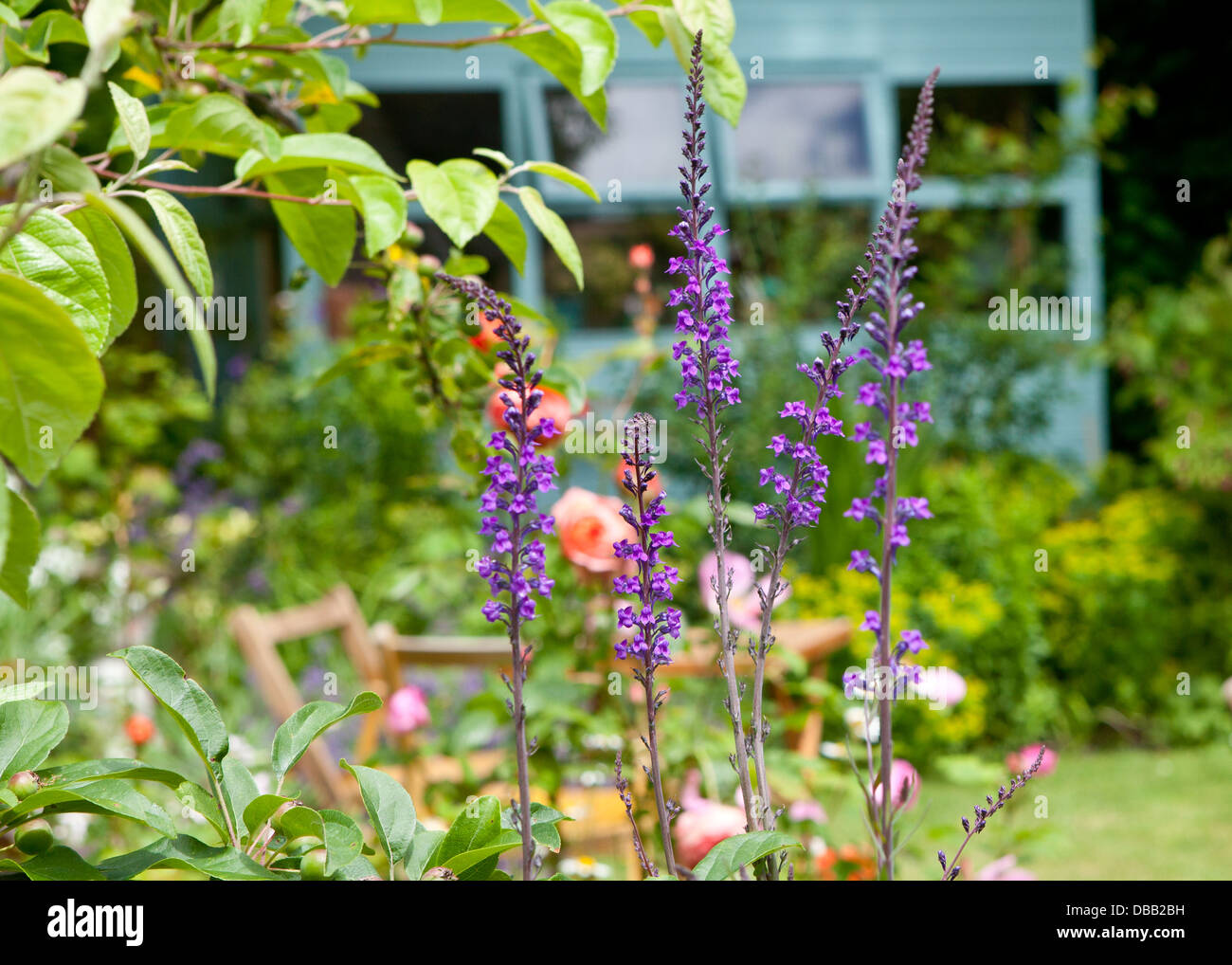 flowers in a country garden Stock Photo - Alamy