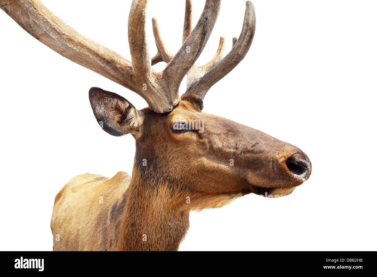 Elk farm hires stock photography and images Alamy