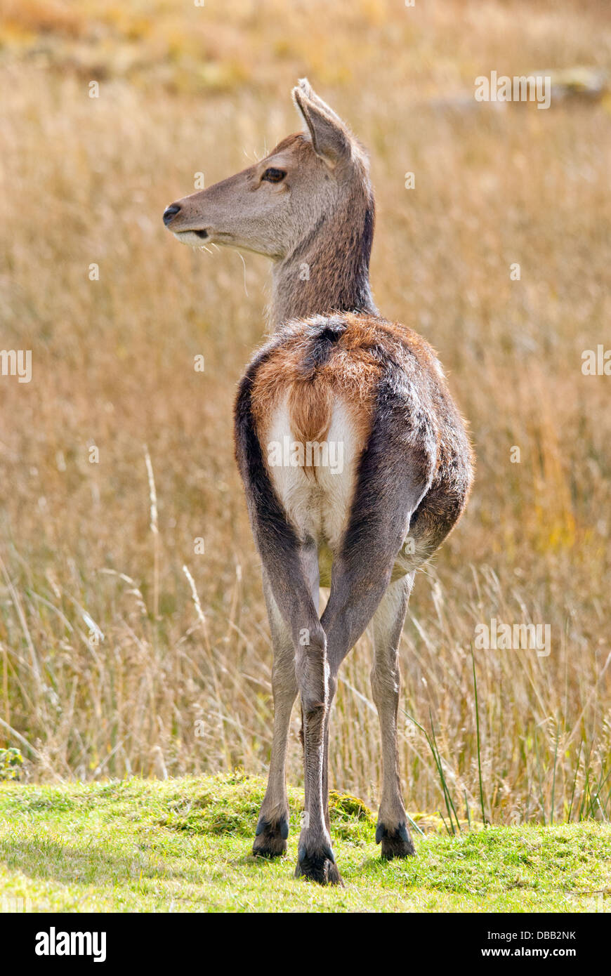 Red deer hind Stock Photo Alamy
