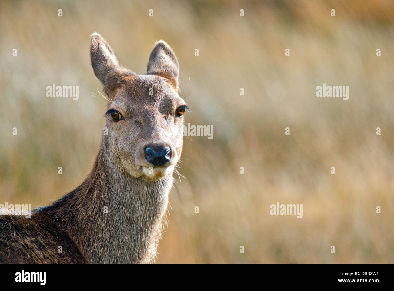 Red deer hind Stock Photo Alamy