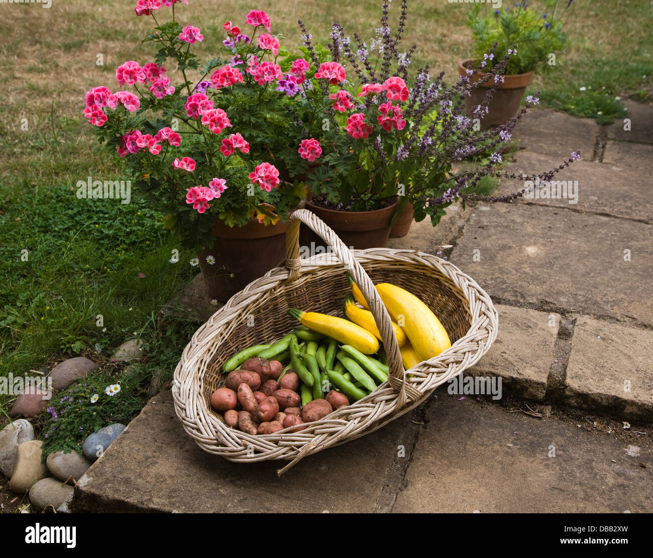 Wicker basket vegetables in garden Stock Photo Alamy