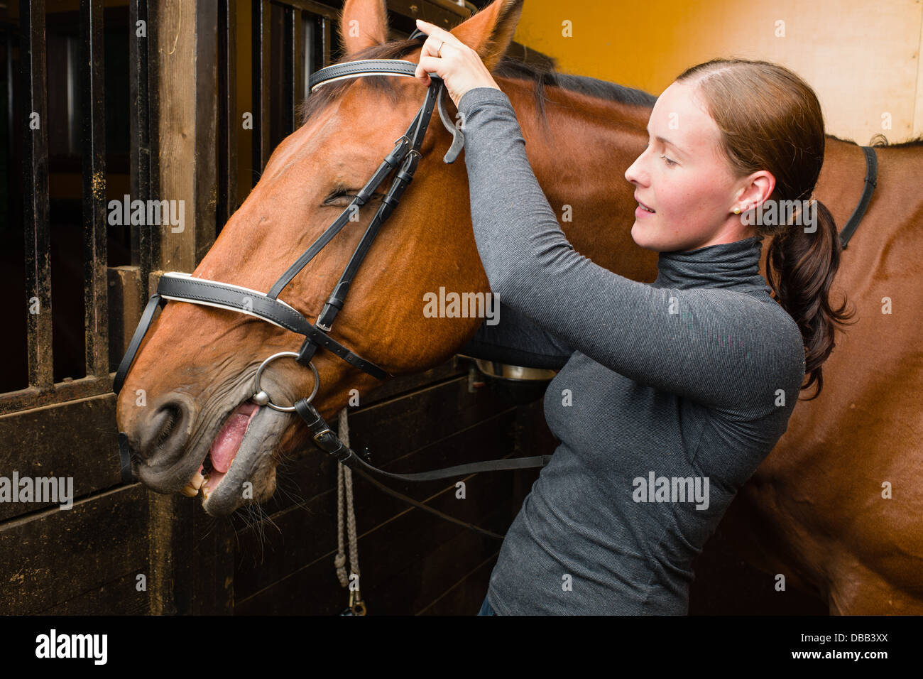 Bridle horse Stock Photo