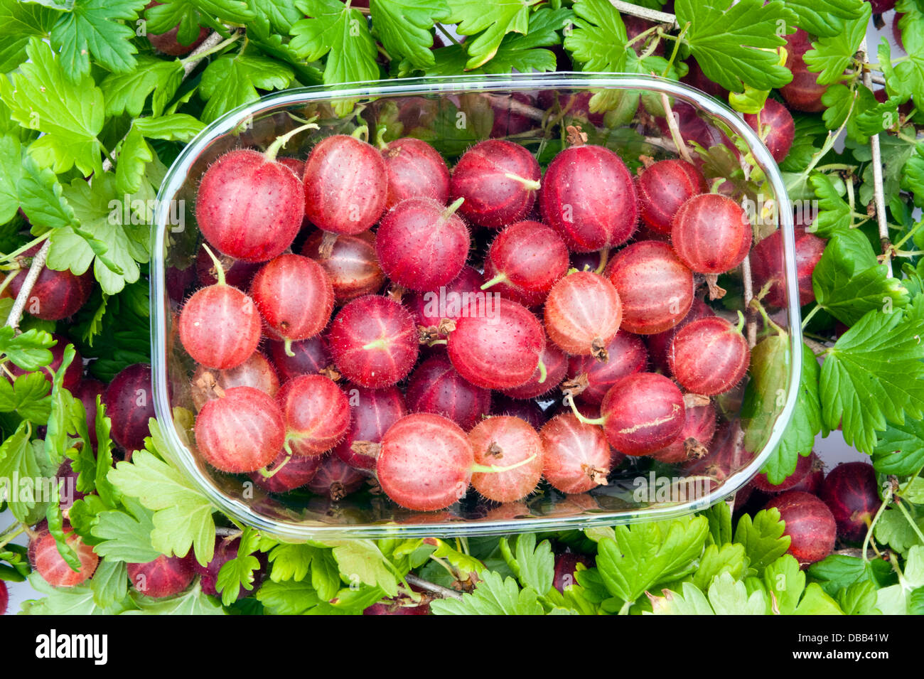 Gooseberries fresh from the garden. A punnet of fruit from a gooseberry bush sitting on a bed of leaves. Stock Photo