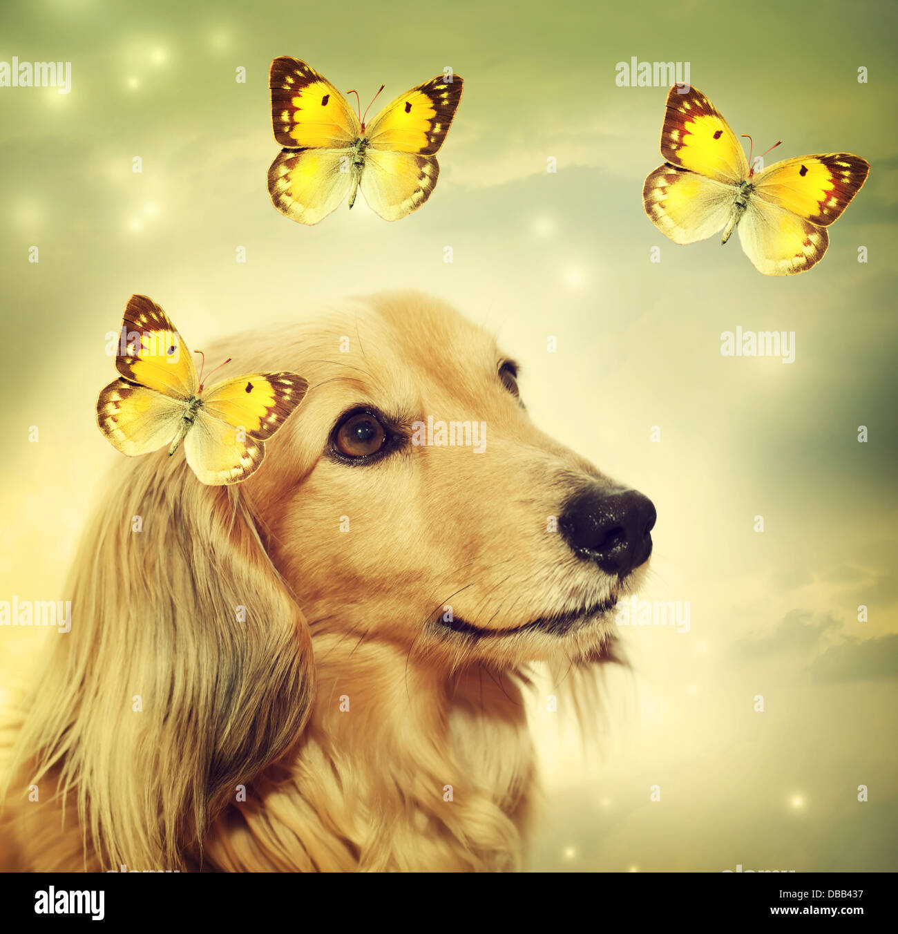 Dachshund dog with yellow butterflies on mystic lights background Stock Photo