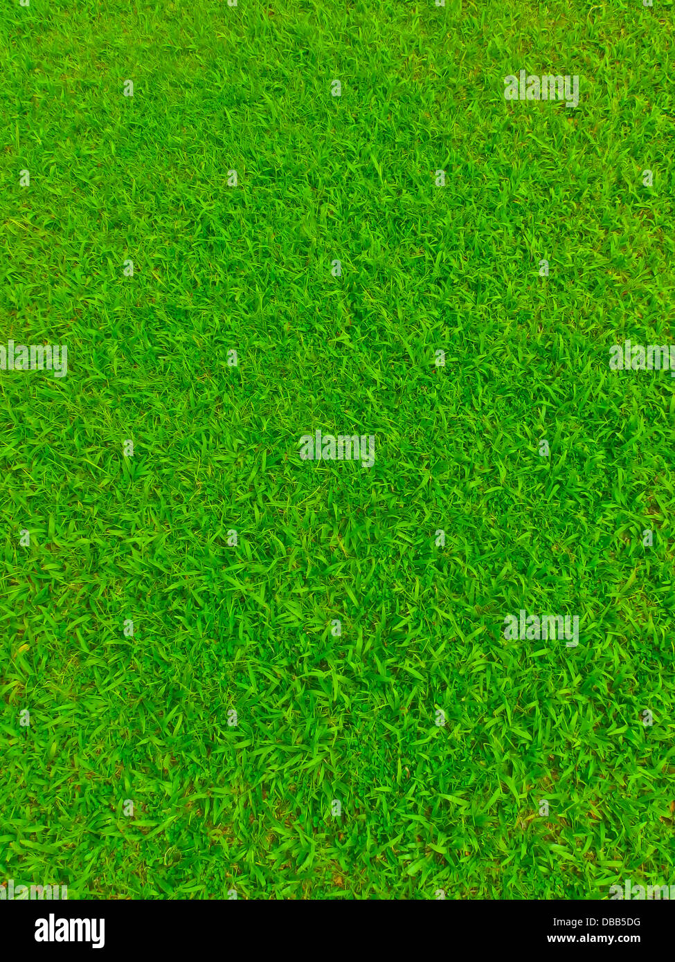 Football field grass hires stock photography and images Alamy