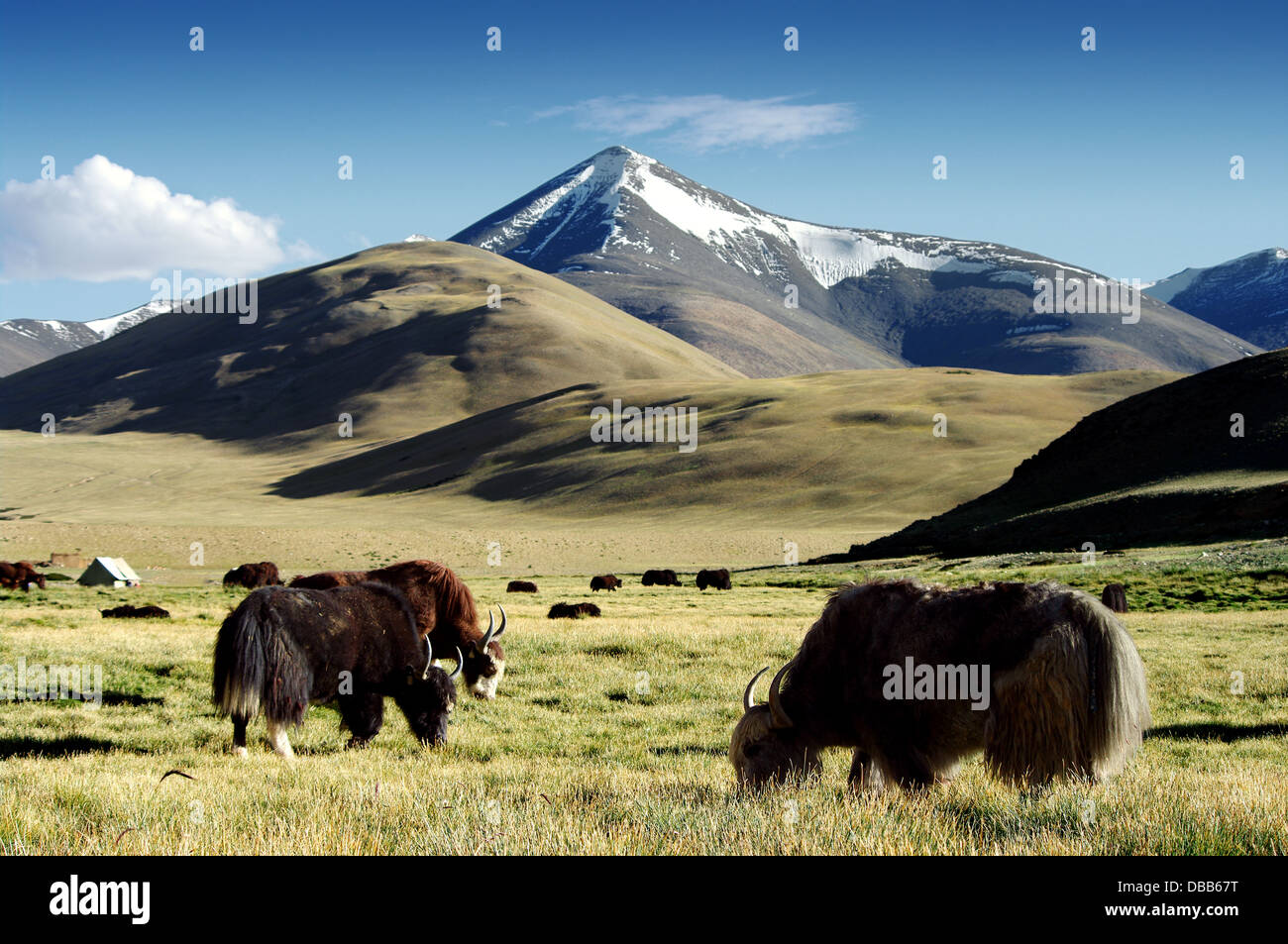 wild yaks Stock Photo