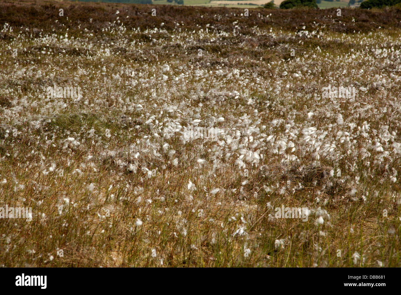 White fluffy flowers cotton grass hi-res stock photography and images ...